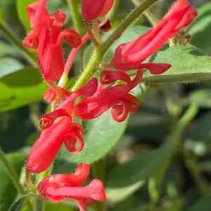 Grevillea Deua Flame