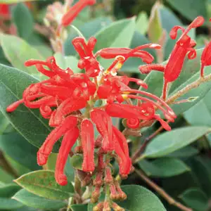 Grevillea Deua Flame