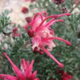 Grevillea Winter Delight By Melburnian Via Wikimedia Commons Lpogrewde - Garden Express Australia