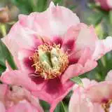Itoh Peony Court Jester Pkitocje - Garden Express Australia
