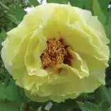 Itoh Peony Yellow Crown Pkproycr - Garden Express Australia
