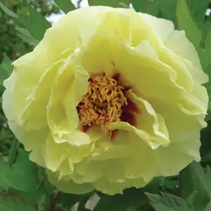 Itoh Peony Yellow Crown