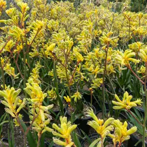 Cyclamen Growing Guide Kangaroo Paw Bush Gold Lpokpabgo - Garden Express Australia