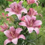 Lilium Cogoleto