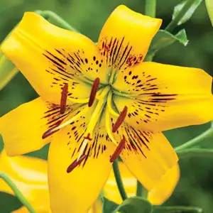 Lilium Yellow Brush Lilium Yellow Brush