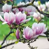 Magnolia Soulangiana 19 Tsemagsou - Garden Express Australia