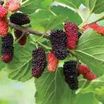 Top Fruits To Grow In Spring Mulberry Hicks Fancy Tremulhfa - Garden Express Australia