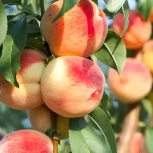 Dwarf Peach Anzac