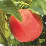 Peach Crimson Rocket - Garden Express Australia