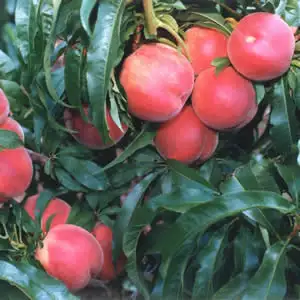 Super Dwarf Peach Valley Red