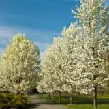 Pear Capital Trepeacap - Garden Express Australia