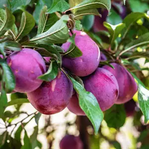 Plumscrumptious (pbr) Plum/apricot Tree