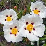 Rock Rose Gum Lporrogum - Garden Express Australia