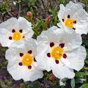 Rock Rose Gum
