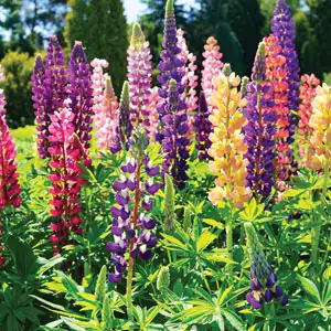 Russell Lupin Growing Guide Russel Lupin Mixed Pkrlumxd - Garden Express Australia