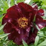 Tree Peony Black Panther Pktpabpa - Garden Express Australia