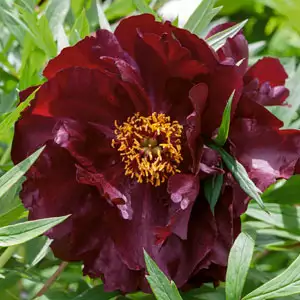 Solomons Seal Growing Guide Tree Peony Black Panther Pktpabpa - Garden Express Australia