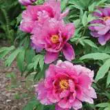 Tree Peony Rose Flame Pktparfl - Garden Express Australia