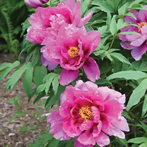 Solomons Seal Growing Guide Tree Peony Rose Flame Pktparfl - Garden Express Australia