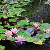 Wetland and Pond Plants