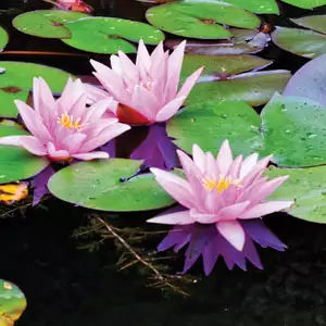 Water Lily Growing Guide Water Lily Norma Gedye Pkwlinge - Garden Express Australia