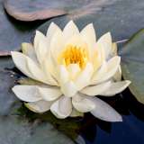 Water Lily White Sunrise