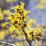 Witch Hazel Tsewithaz - Garden Express Australia