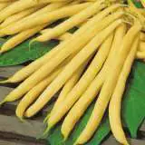 Bean Kentucky Wonder Wax Seecbkww - Garden Express Australia