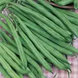 Dwarf Bean Tendergreen Seebeadtg - Garden Express Australia