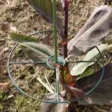 Ga Plant Support Fixed Accgaplasup - Garden Express Australia