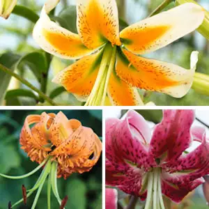 What Is A Lilium And How Is It Different From A Lily? Lilium Turks Cap Coll Colliltcc - Garden Express Australia