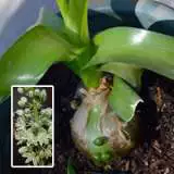 Pregnant Onion Pkpreoni - Garden Express Australia