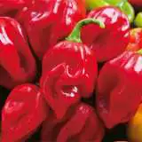 Seed Chilli Habanero Giant Red Seechihgr - Garden Express Australia