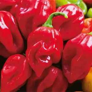 Seed – Chilli Habanero Giant Red