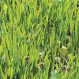 Seed Green Manure Mix Seegreman - Garden Express Australia