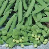 Seed Pea Sugar Snap Seepeassn - Garden Express Australia