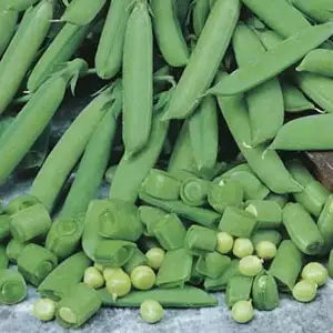 Seed – Pea Sugar Snap