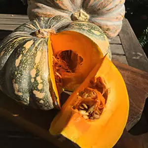 Seed – Pumpkin Jap