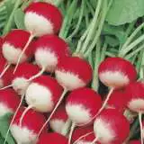 Seed Radish Sparkler Seeradspa - Garden Express Australia