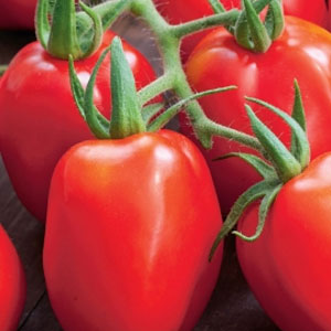 Seed – Tomato Roma Vf