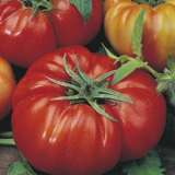 Seed – Tomato Rouge De Marmande