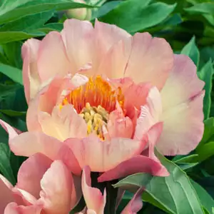 Solomons Seal Growing Guide Tree Peony Themis Pktpathe - Garden Express Australia