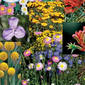 Wildflower Seed – Australian Native Mix