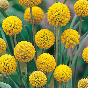Wildflower Seed – Billy Buttons