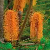 Wildflower Seed Heath Banksia Seewsehba - Garden Express Australia
