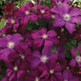 Clematis Voluceau 2021 Pplclevol - Garden Express Australia