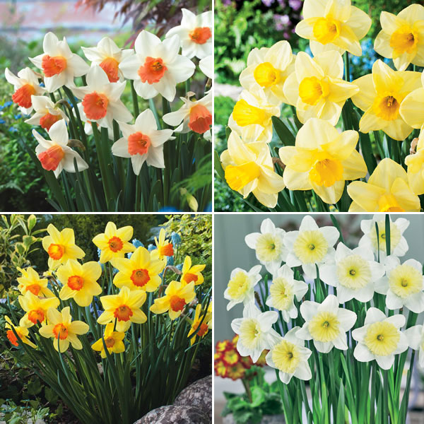 Daffodil Garden Collection 1 PreOrder (18 Bulbs) Garden Express