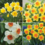 Daffodil Garden Collection 2 Pre Order 2023 Coldafgp2 - Garden Express Australia
