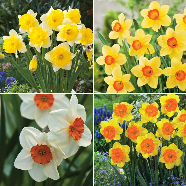 Daffodil Garden Collection 2 PreOrder (15 Bulbs) Garden Express