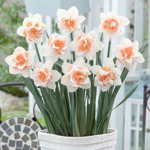 Daffodil Double Replete – Pre-order
